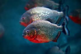 Exotic Fish Delivery