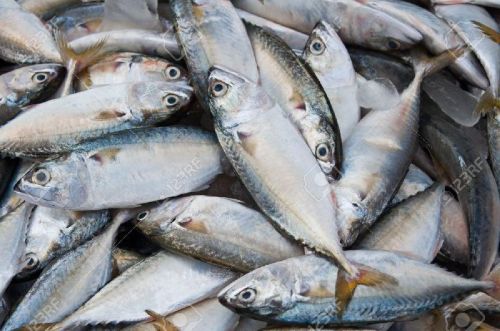 Sea Water Fish Delivery