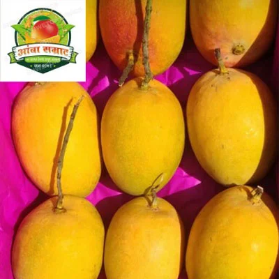 Direct Farm-to-Customer Mango Supply