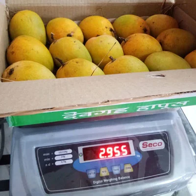 Mango Grading, Packaging & Quality Control